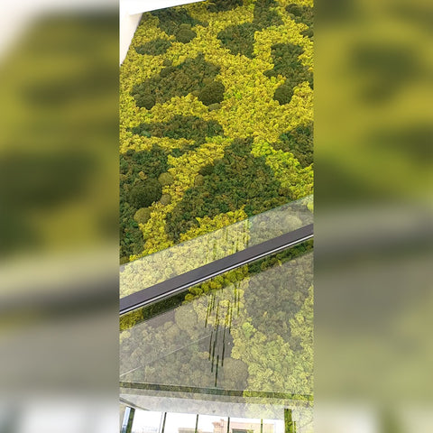 fresh moss wall decoration for home