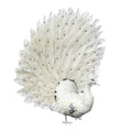 Decorative peacock