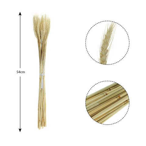 Natural wheat stalks for home decor