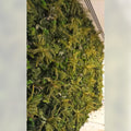green leaves wall decoration