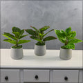 Artificial evergreen plants in a stylish pot