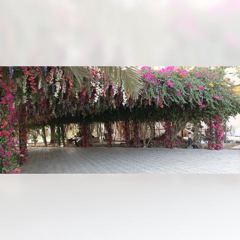 Hanging plants