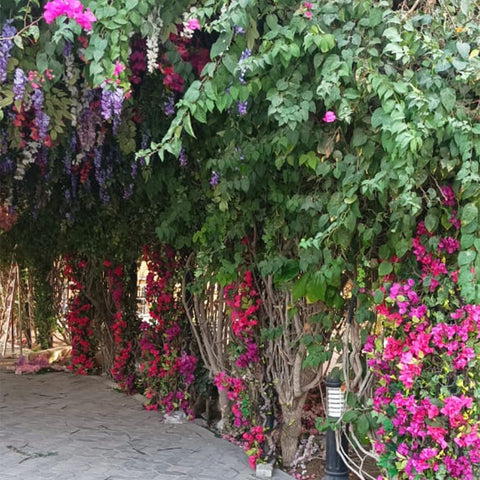 Plant hangers outdoor