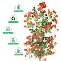 tall bougainvillea plant indoor