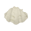 Decorative natural shells