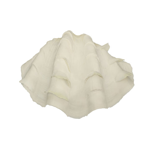 Decorative natural shells