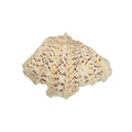 Sea shells for aquariums