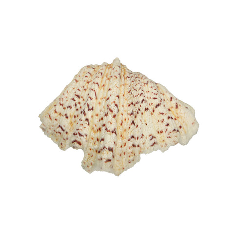 Sea shells for aquariums