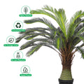 Decorative cycas plant