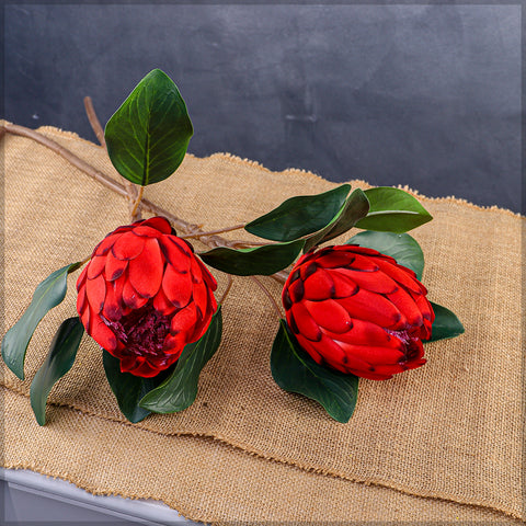 Silk King Protea Bloom
