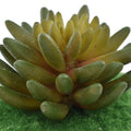 Succulent Ceramic Pot