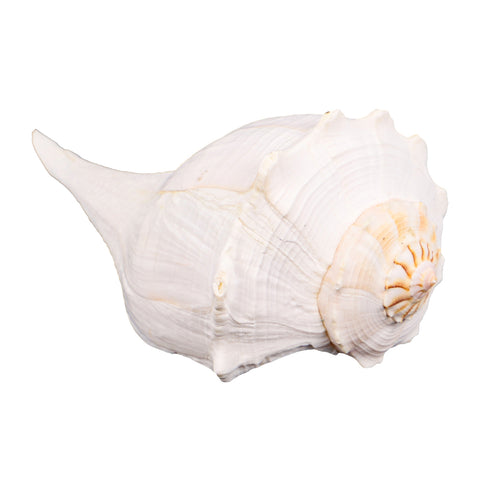 Medium size natural seashells