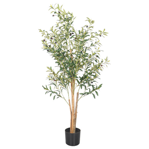 Olive tree for office or home