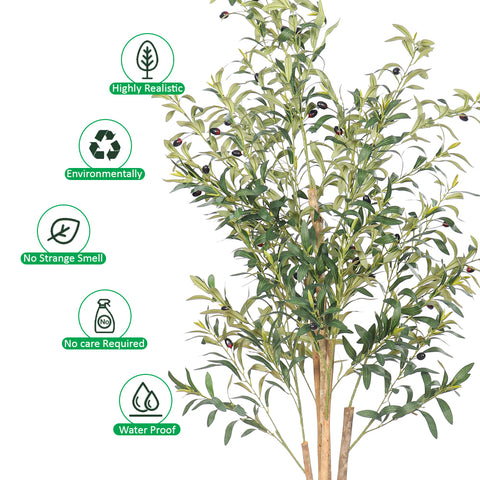 Olive tree 150cm tall