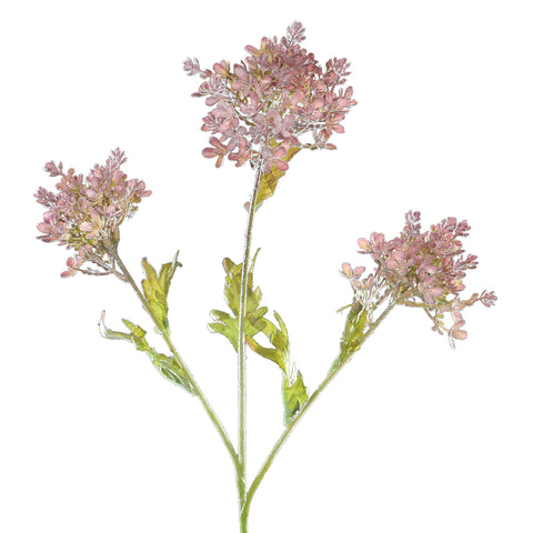 Wild Meadowsweet Flower