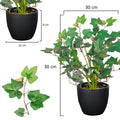Mini ivy plant for home table
