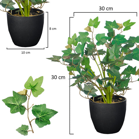 Mini ivy plant for home table