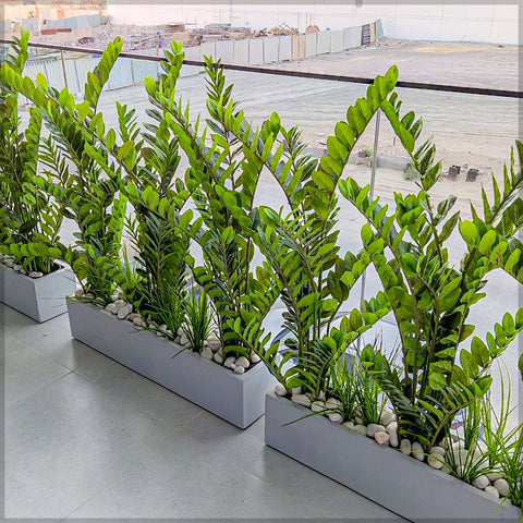 money plant decoration