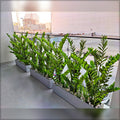 artificial money plant arrangement
