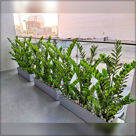 artificial money plant arrangement