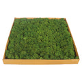 Living Wall Panels