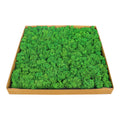 Preserved Moss Wall Panels