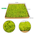 Lush Moss Wall Panels