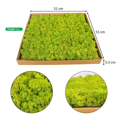 Lush Moss Wall Panels