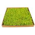 Green Moss Wall Cladding