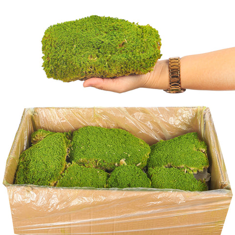 Preserved Pole Moss (1 Box)