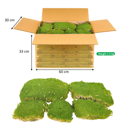 Preserved Pole Moss (1 Box)