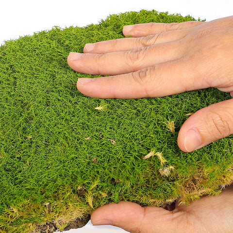 Preserved Pole Moss (1 Box)