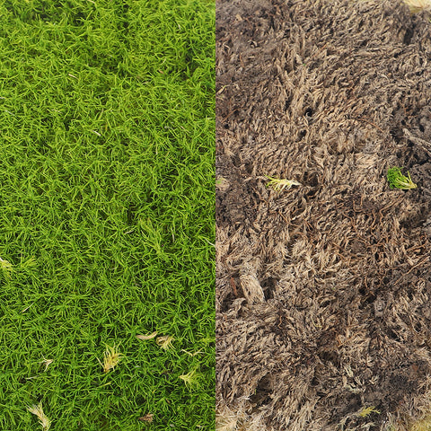 Preserved Pole Moss (1 Box)