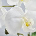 Phalaenopsis orchid
