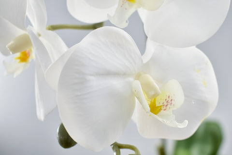 Phalaenopsis orchid