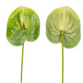 fake anthurium stem