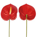 silk anthurium stem