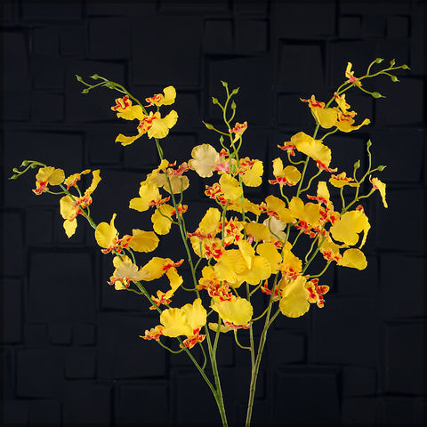 Silk Dancing Orchid