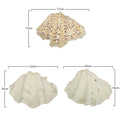 Natural sea shells for décor