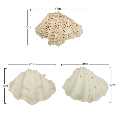 Natural sea shells for décor
