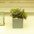 Decorative Succulent Plant