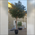 2 pcs olive tree set