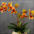 Orange orchid