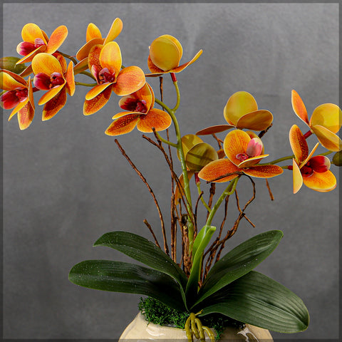 Orange orchid