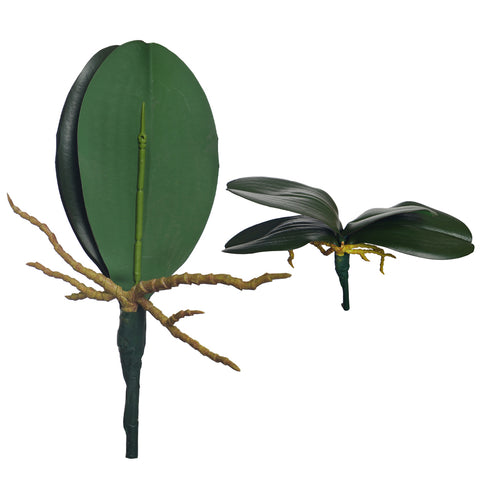 cymbidium orchid leaves