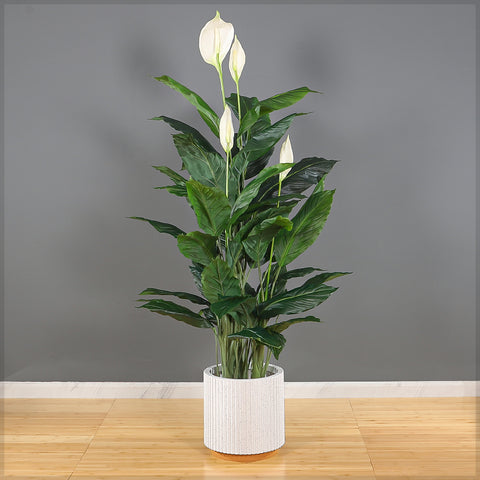 Modern Ribbed Plastic Planter with Terracotta Base