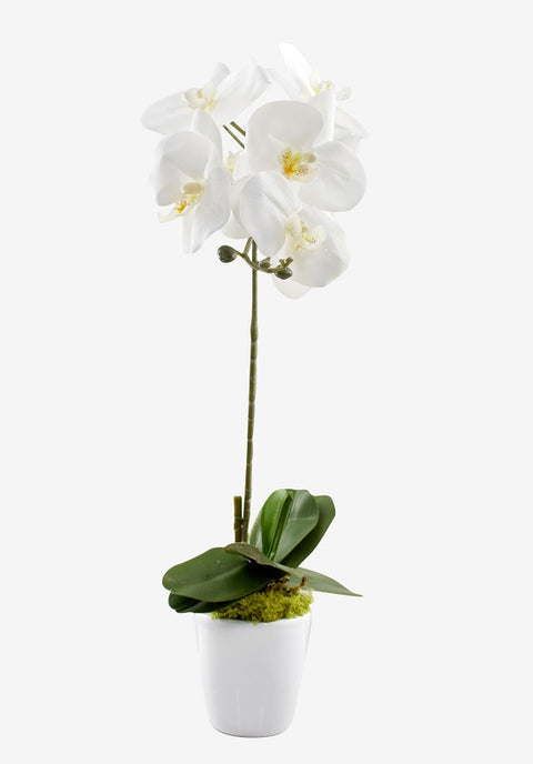 Faux white orchid