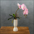 Orchid flowers arrangement with pot