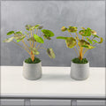 money tree plant