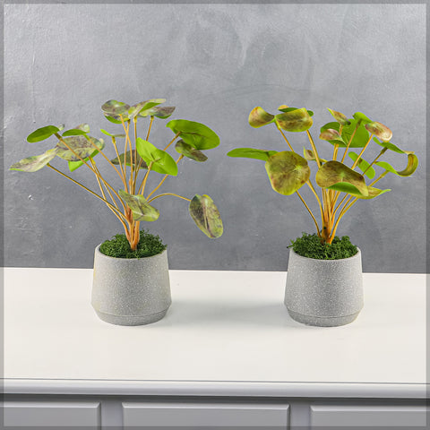money tree plant